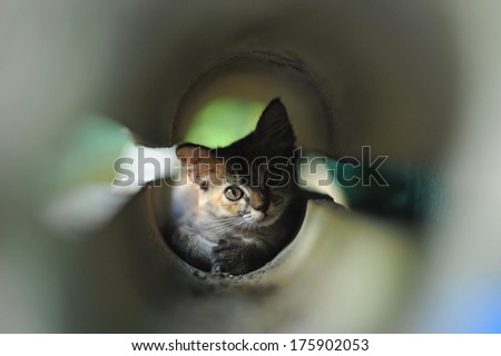 A little kitten play hide and seek in the hole Selective focus and shallow depth of field