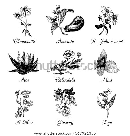 Hand Drawn Vector Herbs. Organic Healing Plants Background. Officinale ...