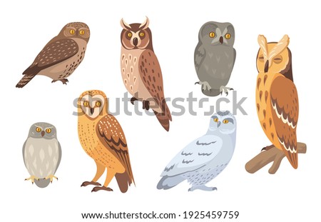 Owl species set. Brown, barn, horned, snowy, eagle, hawk owls isolated on white. Vector illustration for wild animals, wildlife, forest birds concept
