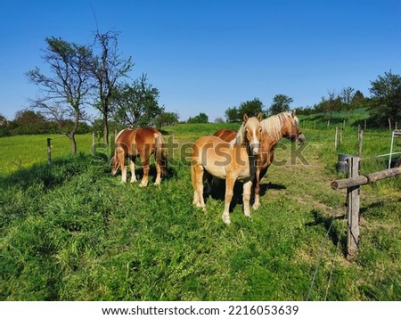 Similar – Image, Stock Photo Chestnut mare with broad blaze