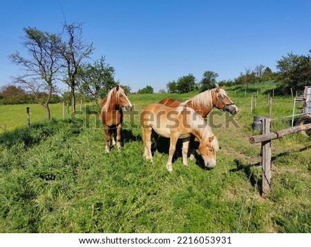 Similar – Image, Stock Photo Chestnut mare with broad blaze