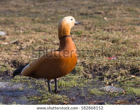 red duck with dark neck and a black beak walks