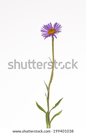 lilac daisy with a yellow center and green leaves, thin stem on white background