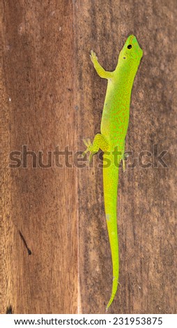 bright green lizard with brown eyes and a long tail, crawling on a tree in the Seychelles