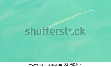 longest fish and the refraction of light in the turquoise water