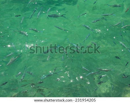 lots of fish and refraction of light in the turquoise water