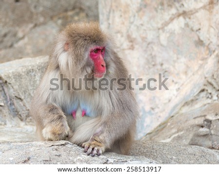 Funny Japanese monkey with a red face and long fur looking away