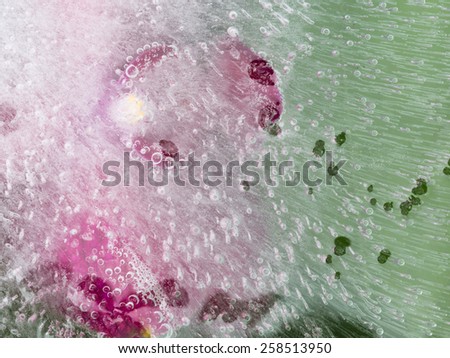 bright fragile beautiful purple orchid flower with green leaves frozen in ice with air bubbles