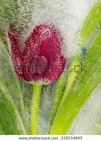 red tulip flower frozen in ice with air bubbles beautiful vertical