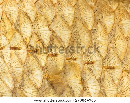 Organic bright abstraction of a beautiful bright golden fish scales with spots arcs and rays