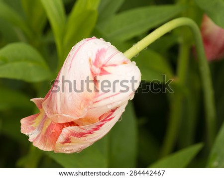 beautiful delicate flower gentle parrot tulip with drops of water in a garden after the rain