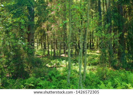 Image, Stock Photo In the wild woods there are some gorgeous wild girls. With long legs, black lingerie, and doing all kinds of wild things. Of course, this forest is magnificent from itself also. Tall pines, green ferns, and creepy roots. There are all sorts of things here.