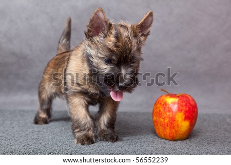 cairnterrier puppy