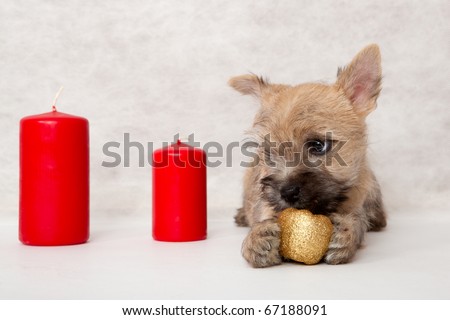 Studio portrait of cairn-terrier puppy.