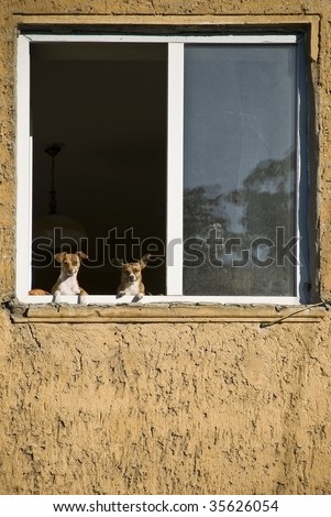 dog two dogs in the window, bored look on the street on a yellow field melancholy loneliness boredom
