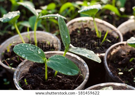 Melon, cucumber or cucumbid seedling in pod or plastic tray