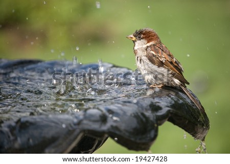 A Sparrow drinking water at fountain
