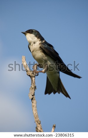 Small bird against blue sky sitting on a twig