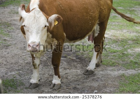 close up of   cow /  domestic animal on the farm
