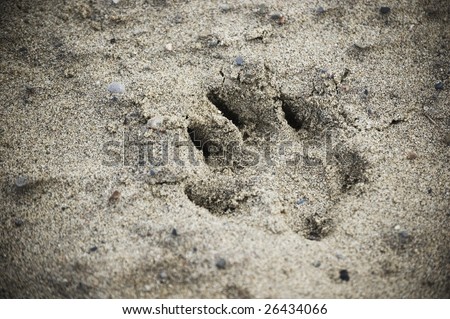 close up of  dog footprint for design
