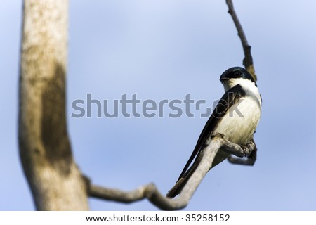 small bird sitting on a twig /  natural background