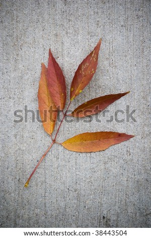 grunge still-life autumn, red maple leaves floral background