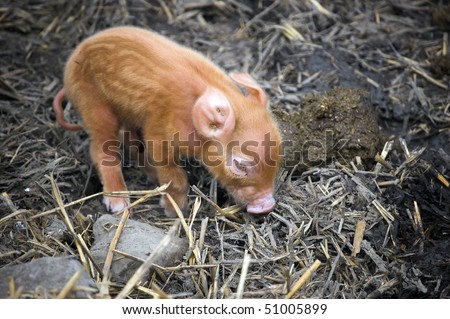 new born , funny pink young piglet , animal