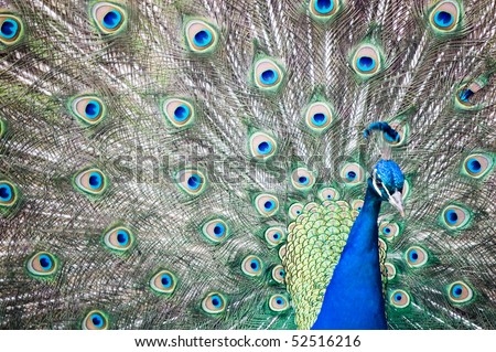 peacock  feathers grunge background