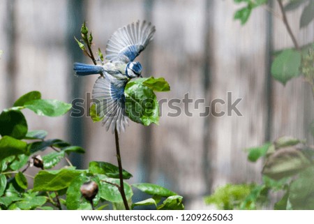 Similar – Image, Stock Photo A blue tit flies out of the nest box, in its beak it carries the droppings of its young