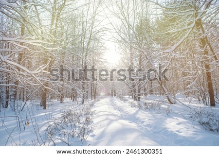 Image, Stock Photo Winter hiking trail in the spruce forest. Threateningly falling lines.