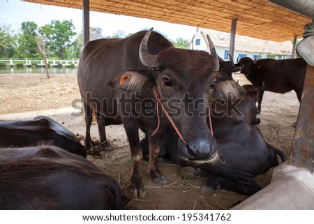 Dairy buffalo in a stable looking at the camera during feeding time