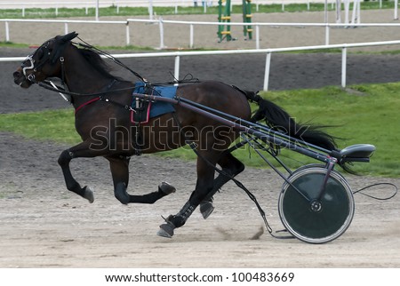 Horse galloping with a rider without a wheelchair