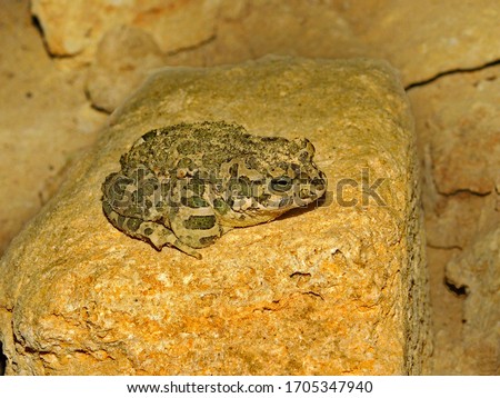 Similar – Image, Stock Photo Toad in flashlight light