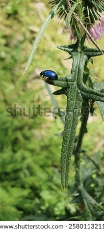 Similar – Image, Stock Photo alder beetle Beetle Insect