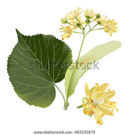 Hand drawn vector illustration of linden flowers, source of delicious honey and a fragrant herbal tea ingredient, on transparent background.
