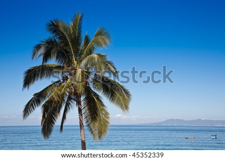 Palm tree against blue sky and Banderas Bay, Puerto Vallarta, Mexico