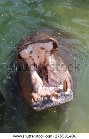 Hippopotamus in water with wide open mouth in front of the camera with yellow and broken teeth