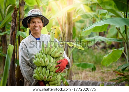 Happy smiling Asian woman farmer holding raw bananas and picking produce in her banana plantation. Farmer Concept : female agriculture Holding fresh green bananas.