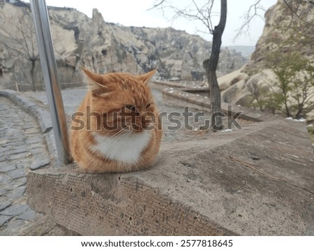 Similar – Foto Bild Mitteleuropäisch Kurzhaar Katze schleicht sich an ihre Beute an, mit blick Direkt in die Kamera