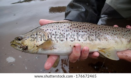 A fisherman holds a Brown Trout they just caught on a dry fly on River Philip, Nova Scotia.