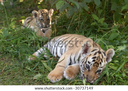 Sumatran tiger cub lays in a grass (Panthera tigris sumatrae)