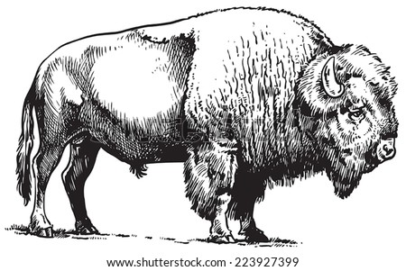 Buffalo - American Bison