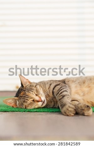 Sleeping tabby cat lying on green mat copyspace