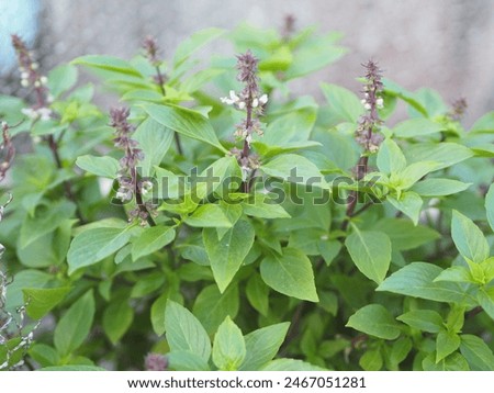 Similar – Image, Stock Photo Fresh basil plant in vintage kitchen with tiles sunlit with shadows