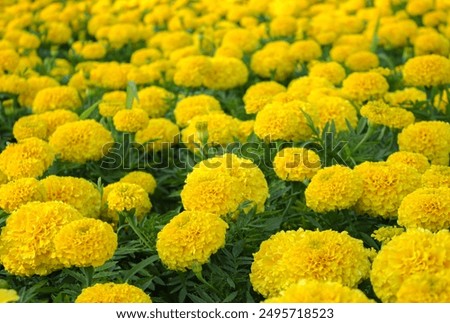 Similar – Image, Stock Photo Many colourful marigold blossoms in the garden