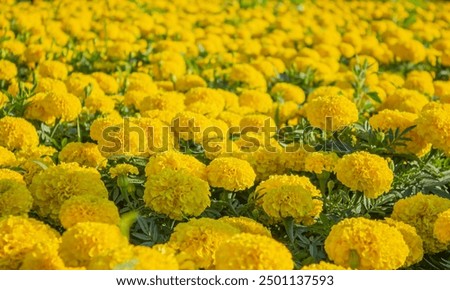 Similar – Image, Stock Photo Many colourful marigold blossoms in the garden