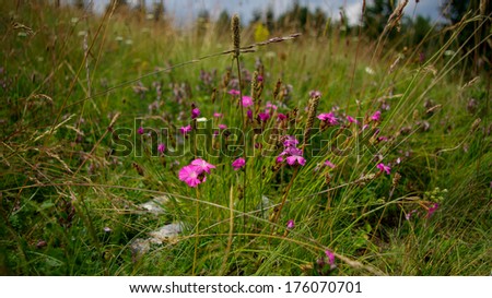Green meadow with beautiful pink wild carnations