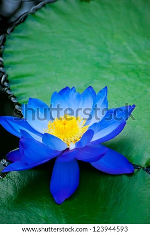 beautiful blue water lily in Kew Gardens London