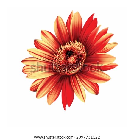 beautiful latest digital textile design flowers for printing