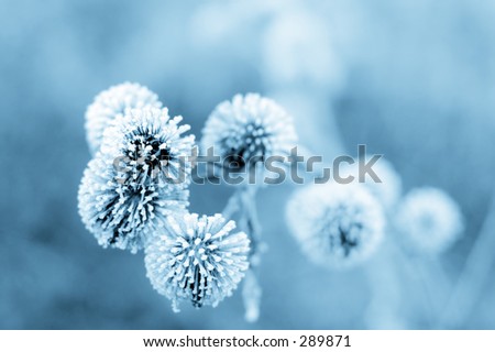Frozen burdock plant + blue filter